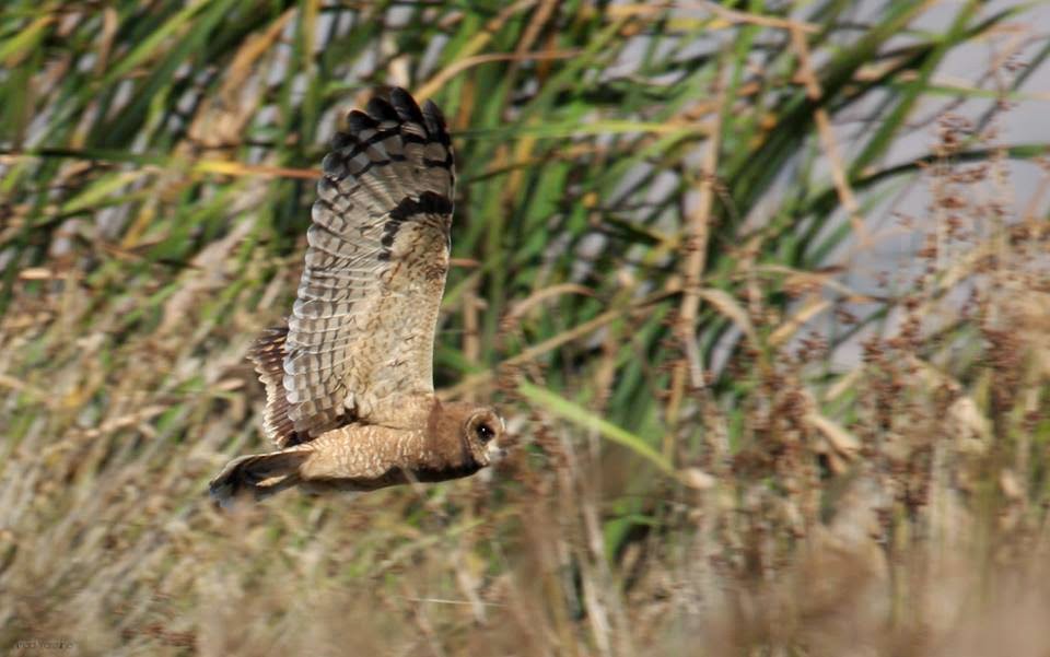 Marsh Owl / Hibou du Cap (Asio capensis), Lower Loukkos marshes, December 2014 (Imad Yassine).