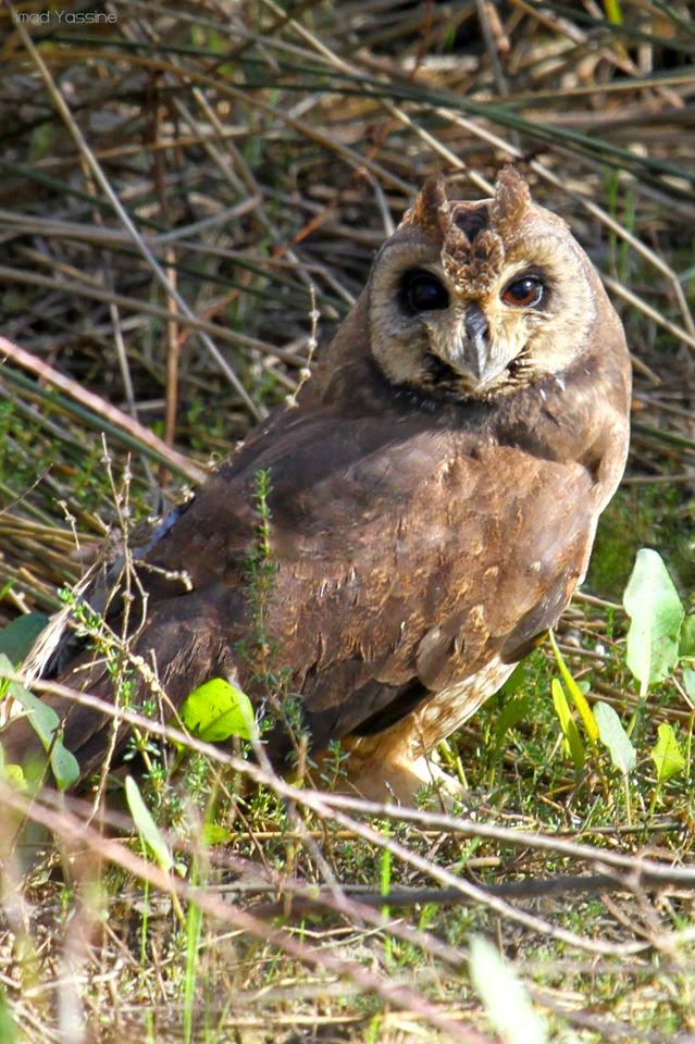 Marsh Owl / Hibou du Cap (Asio capensis), Lower Loukkos marshes, December 2014 (Imad Yassine).