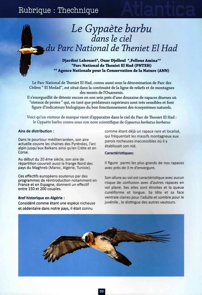Le Gypaète barbu dans le ciel du Parc National de Theniet El Had, Algérie (page 1)