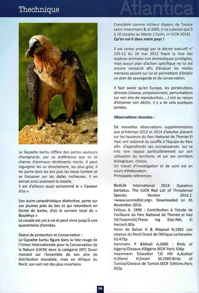 Le Gypaète barbu dans le ciel du Parc National de Theniet El Had, Algérie (page 2)