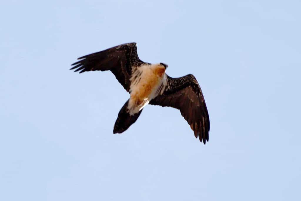 Bearded Vulture (Gypaetus barbatus) in the Atlas Mountains of Morocco (Juan José Ramos and colleagues).