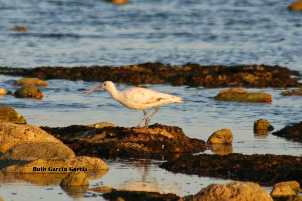 Leucistic Whimbrel / Courlis corlieu (Numenius phaeopus), El Jadida, Morocco, 13 Feb. 2015 (Ruth García Gorria).