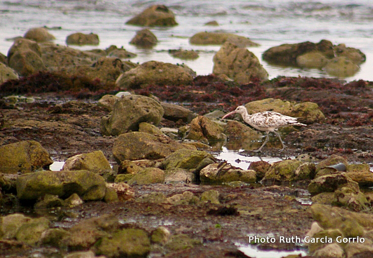 Leucistic Whimbrel / Courlis corlieu (Numenius phaeopus), El Jadida, Morocco, 17 Oct. 2014 (Ruth García Gorria).