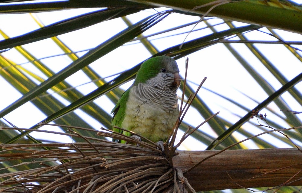 Monk Parakeet / Conure veuve (Myiopsitta monachus), Tangier, Morocco, 24 Feb. 2015 (Rachid El Khamlichi)