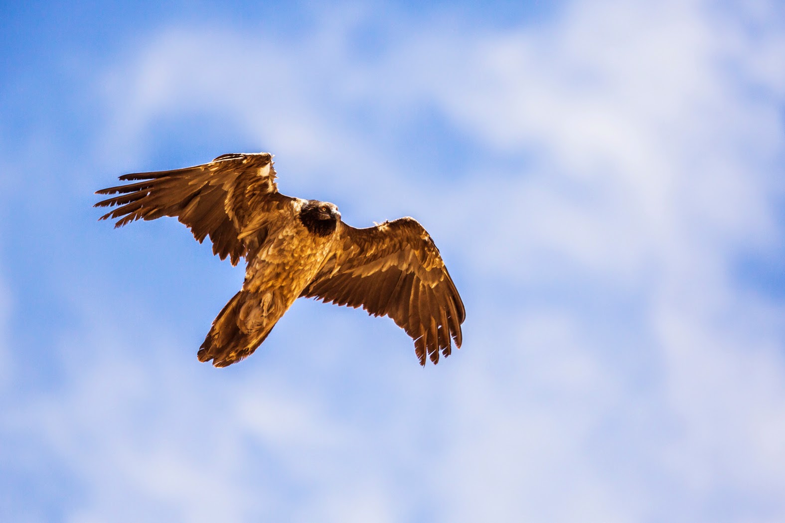 Bearded Vulture / Gypaète barbu (Gypaetus barbatus), Jbel Toubkal, High Atlas, Morocco, 07 March 2015 (Ali Irizi).