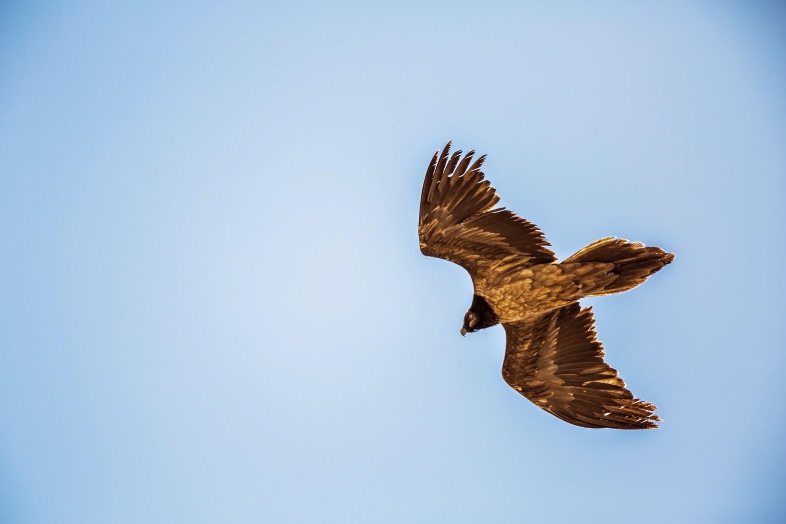 Bearded Vulture / Gypaète barbu (Gypaetus barbatus), Jbel Toubkal, High Atlas, Morocco, 07 March 2015 (Ali Irizi).
