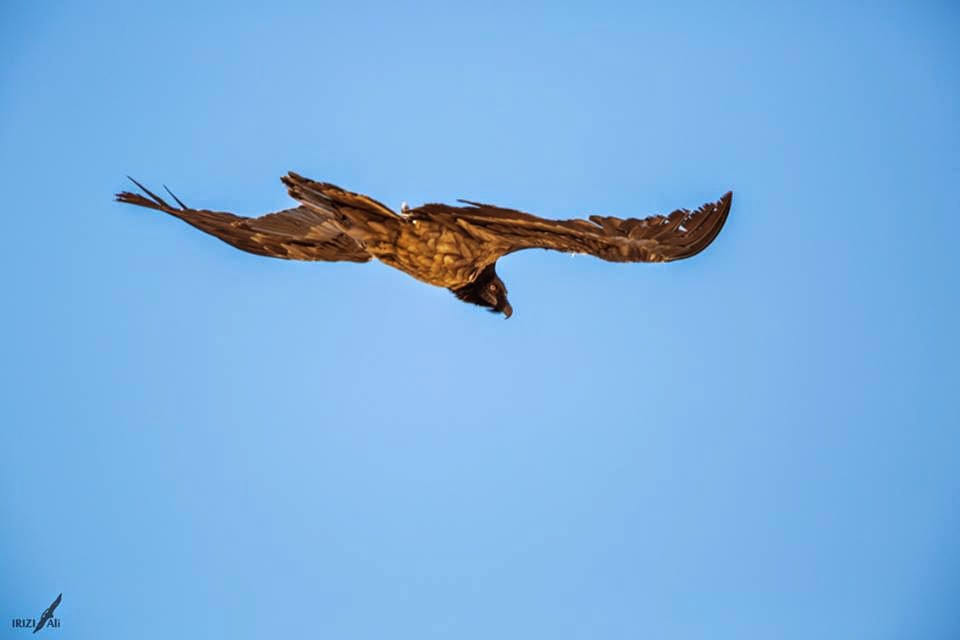 Bearded Vulture / Gypaète barbu (Gypaetus barbatus), Jbel Toubkal, High Atlas, Morocco, 07 March 2015 (Ali Irizi).