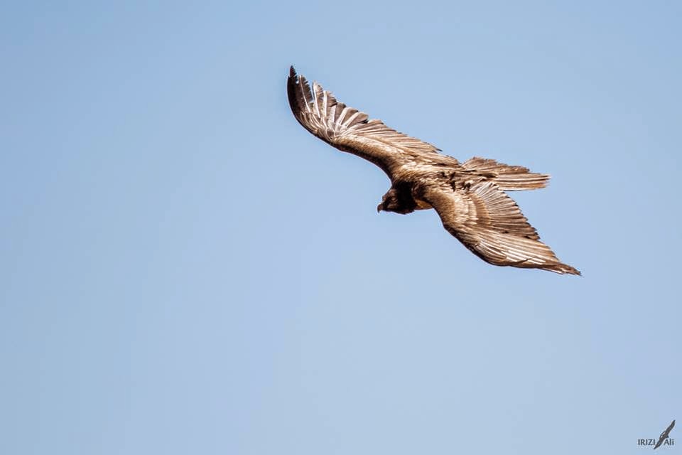 Bearded Vulture / Gypaète barbu (Gypaetus barbatus), Jbel Toubkal, High Atlas, Morocco, 07 March 2015 (Ali Irizi).