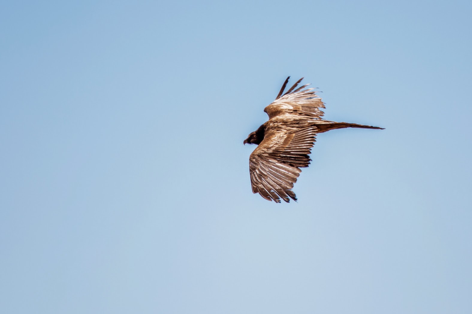 Bearded Vulture / Gypaète barbu (Gypaetus barbatus), Jbel Toubkal, High Atlas, Morocco, 07 March 2015 (Ali Irizi).