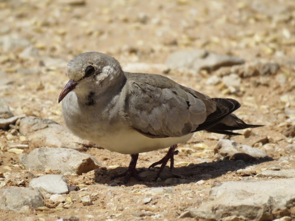 Namaqua Dove (Oena capensis) at the Safia Acclimatisation Station, Western Sahara, southern Morocco, 22 May 2015 (Abdeljebbar Qninba)