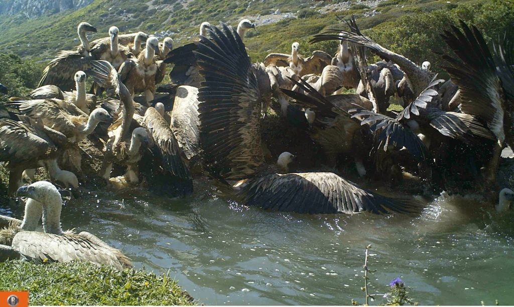 Griffon Vultures (Gyps fulvus) drinking and bathing, Jbel Moussa, northern Morocco, 8 May 2015.