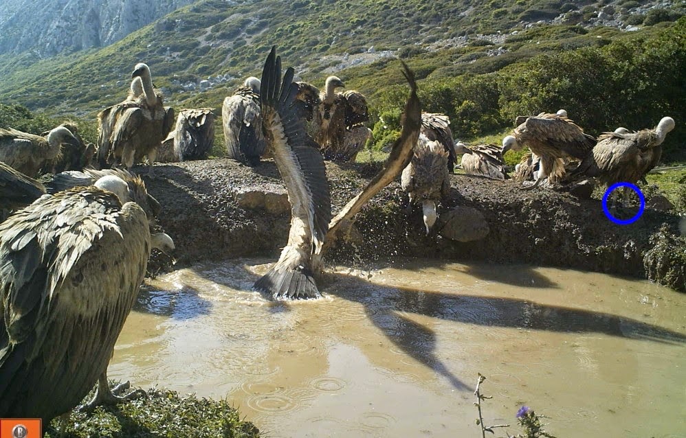 Vautour fauve ‘FMO’ bagué dans les Grands Causses en France le 15 mai 2014, et capturé par un piège photographique à Jbel Moussa (Maroc), 8 mai 2015.