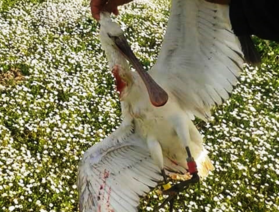 Dutch-ringed Spoonbill (Platalea leucorodia) shot in Kenitra region, Morocco (hunter’s facebook account).