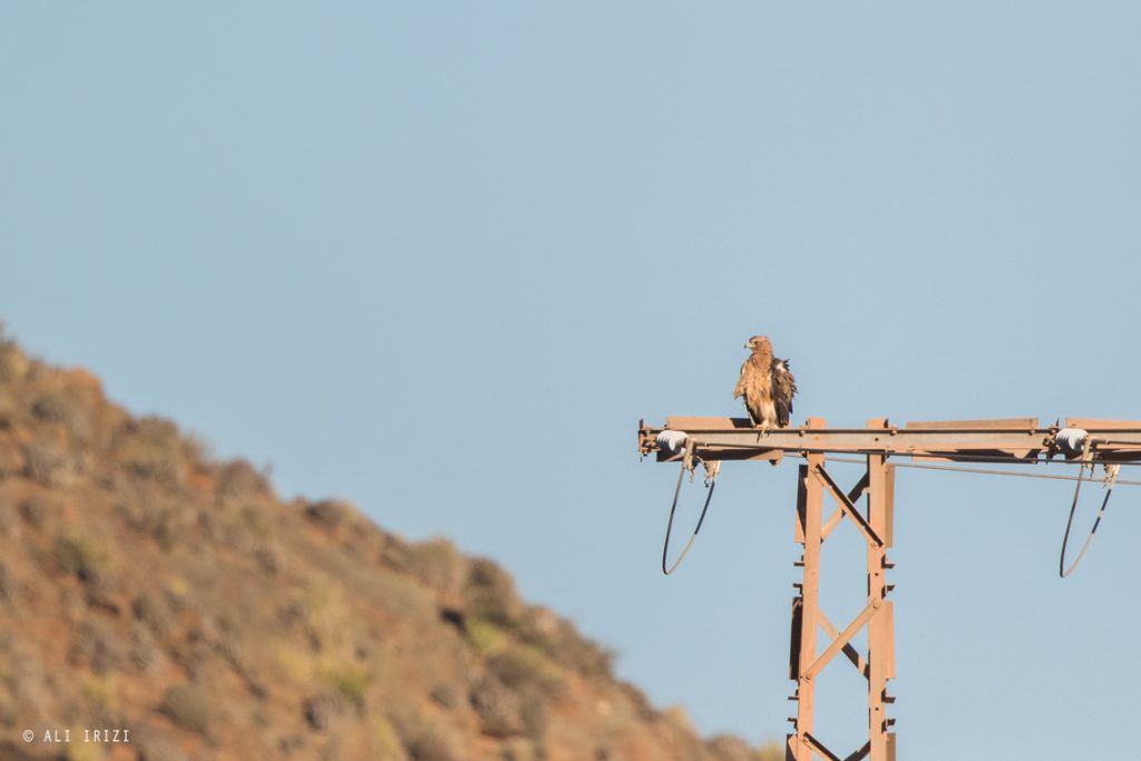 Two juvenile Spanish Imperial Eagles (Aquila adalberti) perching on electricity pylon, Guelmim region, Morocco, 22 Oct 2015 (Ali Irizi).