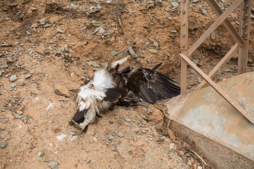 Golden Eagle (Aquila chrysaetos) electrocuted in the Guelmim region, 22 October 2015 (Ali Irizi)