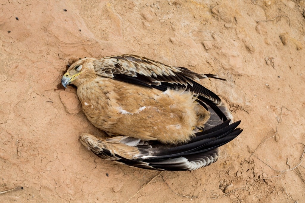 Bird 2: Spanish Imperial Eagle (Aquila adalberti) electrocuted in the Guelmim region, 22 October 2015 (Ali Irizi)