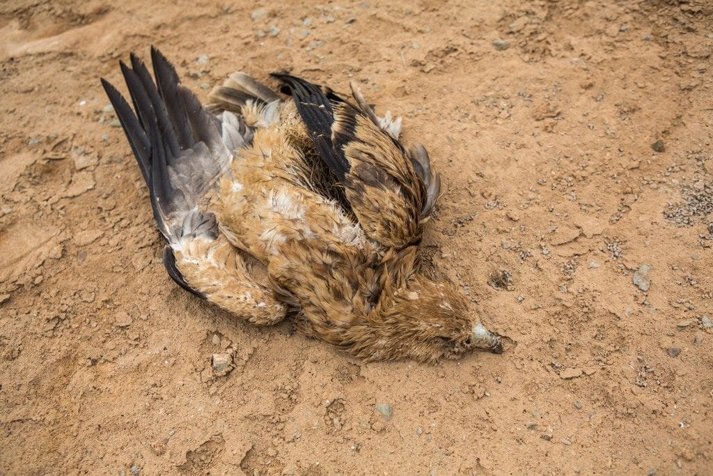 Bird 3: Spanish Imperial Eagle (Aquila adalberti) with ring ‘6M’, electrocuted in the Guelmim region, 22 October 2015 (Ali Irizi)