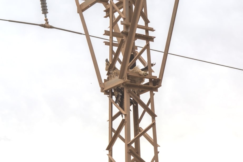 Bird 5: Spanish Imperial Eagle (Aquila adalberti) electrocuted in the Guelmim region, 22 October 2015 (Ali Irizi)