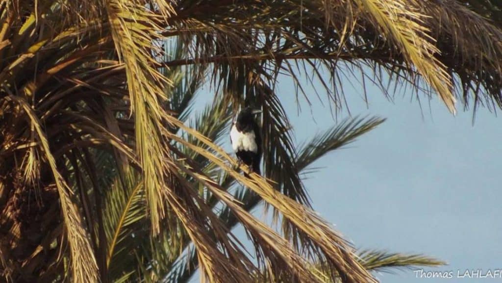 Pied Crow / Corbeau pie (Corvus albus) at Ouled Driss near M’hamid, eastern Sahara, Morocco, 1 Nov 2015 (Thomas S. Lahlafi)