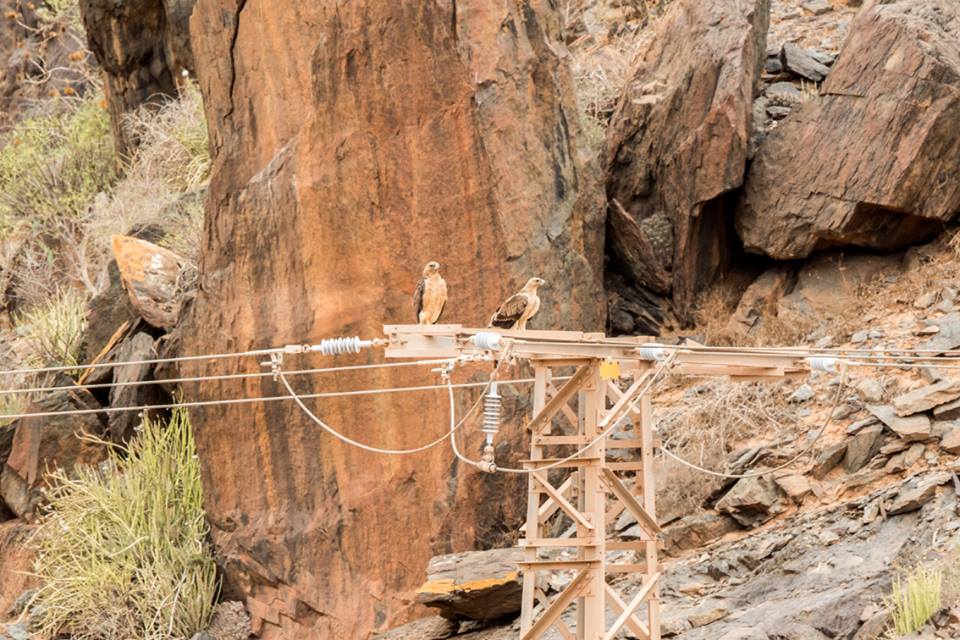 Two juvenile Spanish Imperial Eagles (Aquila adalberti) perching on electricity pylon, Guelmim region, Morocco, 22 Oct 2015 (Ali Irizi).