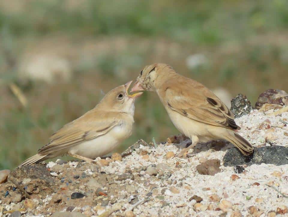 Adult female Desert Sparrow (Passer simplex) feeding young.