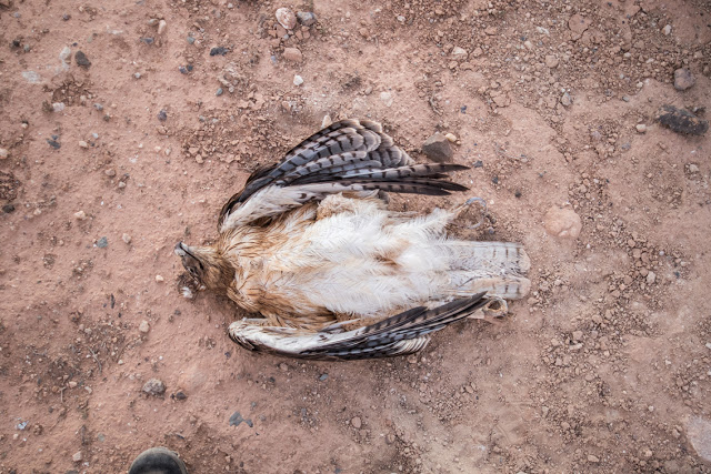 Electrocuted Bonelli's Eagle (Aquila fasciata), Guelmim region, 5 December 2015 (Ali Irizi) Electrocuted Bonelli's Eagle (Aquila fasciata), Guelmim region, 5 December 2015 (Ali Irizi)