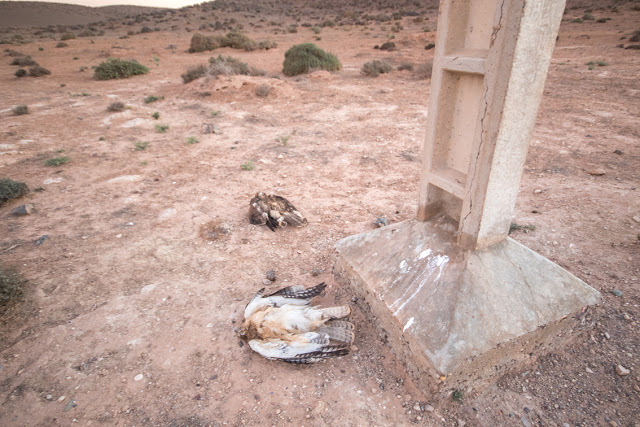 Two electrocuted Bonelli's Eagles (Aquila fasciata), Guelmim region, 5 December 2015 (Ali Irizi) Two electrocuted Bonelli's Eagles (Aquila fasciata), Guelmim region, 5 December 2015 (Ali Irizi)