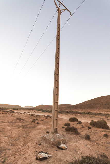 Electrocuted Bonelli's Eagles (Aquila fasciata), Guelmim region, 5 December 2015 (Ali Irizi) Electrocuted Bonelli's Eagles (Aquila fasciata), Guelmim region, 5 December 2015 (Ali Irizi)