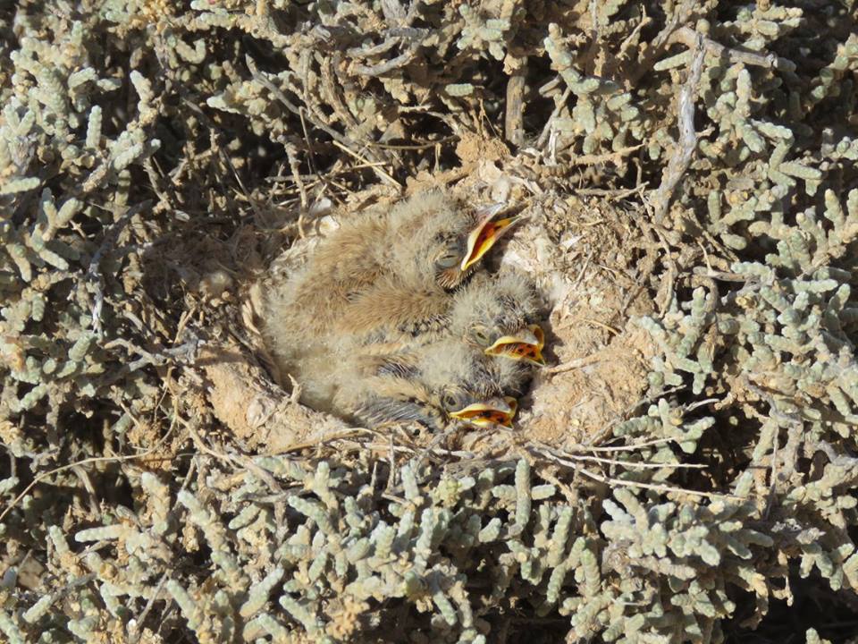 Nest of Greater Hoopoe-Lark (Alaemon alaudipes) with three chicks.
