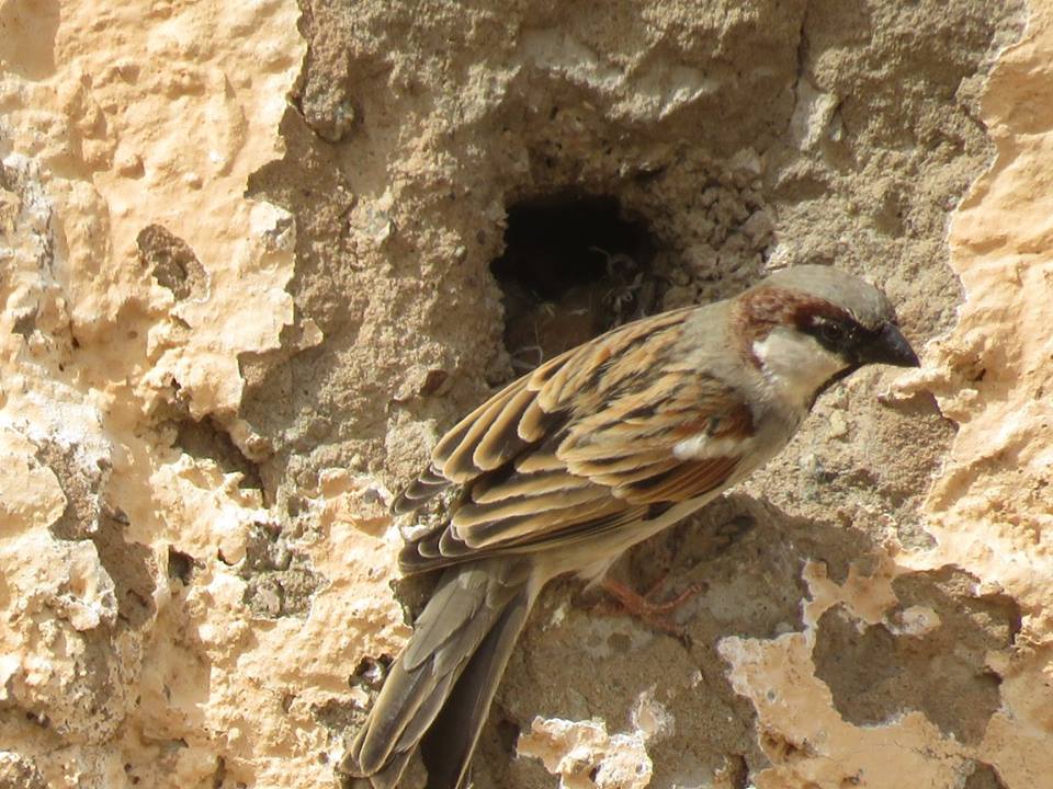 Nest of House Sparrow (Passer domesticus) near Hassi Bougouffa, Adrar Sottouf.