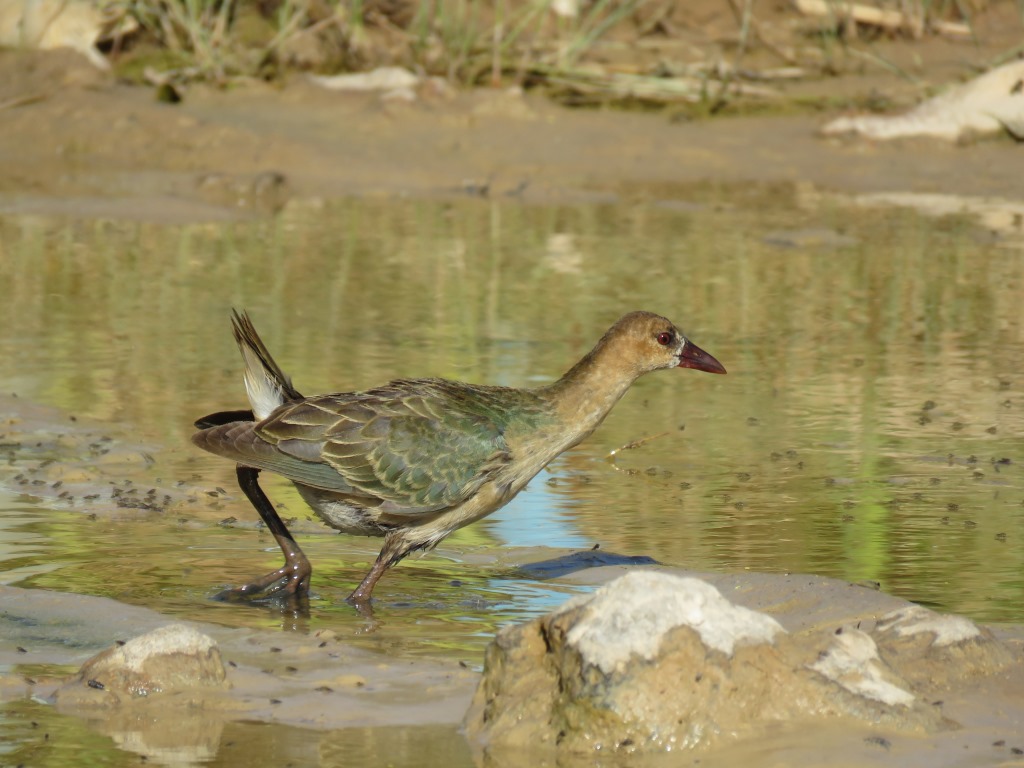 Allen’s Gallinule (Porphyrio alleni), Tachektent, Dakhla-Aousserd road, 18 February 2016 (Mohamed Mediani)