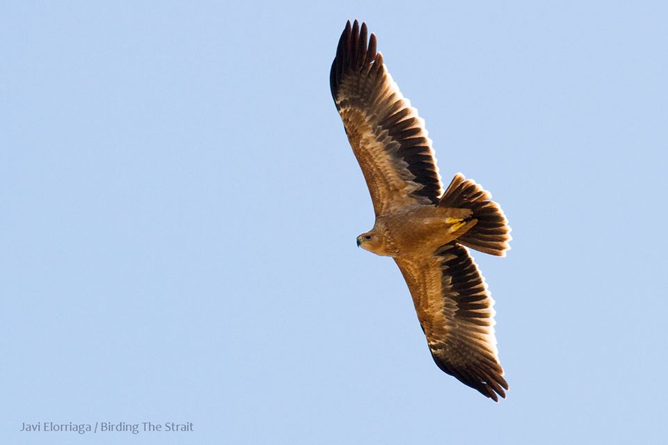 Juvenile Spanish Imperial Eagle (Aquila adalberti) seen at Tarifa, Spain about to cross the Strait of Gibraltar to Morocco