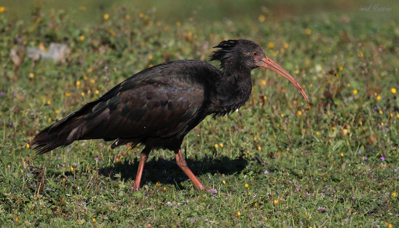 Northern Bald Ibis / Ibis chauve (Geronticus eremita), Larache, northern Morocco; 1 March 2016 (Imad Yassine)