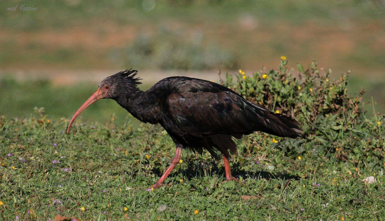 Northern Bald Ibis / Ibis chauve (Geronticus eremita), Larache, northern Morocco; 1 March 2016 (Imad Yassine)