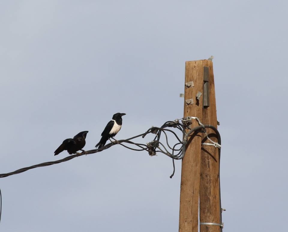 Pied Crow / Corbeau pie (Corvus albus), Mhamid, eastern Sahara, Morocco, 31 Dec. 2017 (Brahim Bakass).