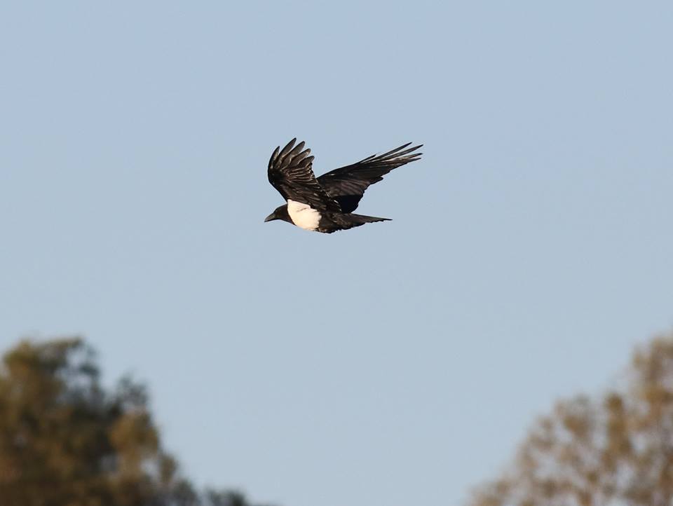 Pied Crow (Corvus albus - Corbeau pie), Mhamid, eastern Sahara, Morocco, 22 Jan. 2017 (Brahim Bakass)