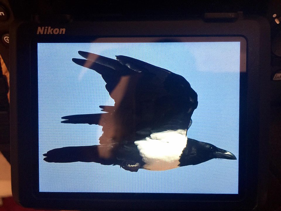 Pied Crow (Corvus albus), Mhamid, eastern Sahara, Morocco (Christian Cederroth / AviFauna Naturresor)