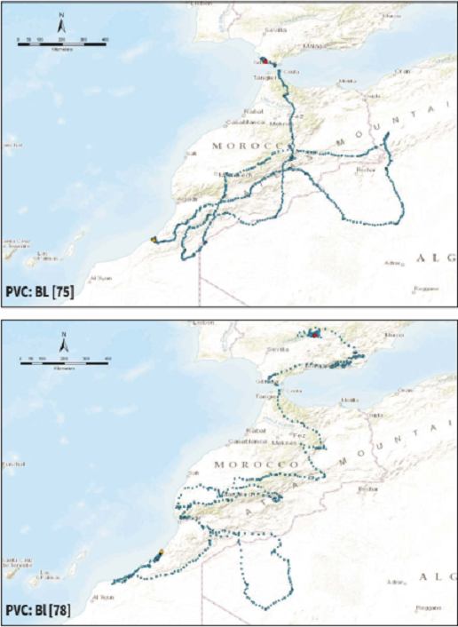 The African routes of the Spanish Imperial Eagles tracked by satellite from Andalusia, Spain. Here is shown only the birds that traveled well inside western Algeria before going back to Morocco.