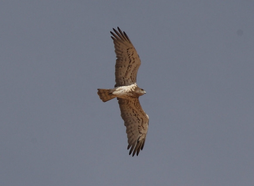 Female Short-toed Eagle (Circaetus gallicus) breeding at Oued Jenna, Aousserd