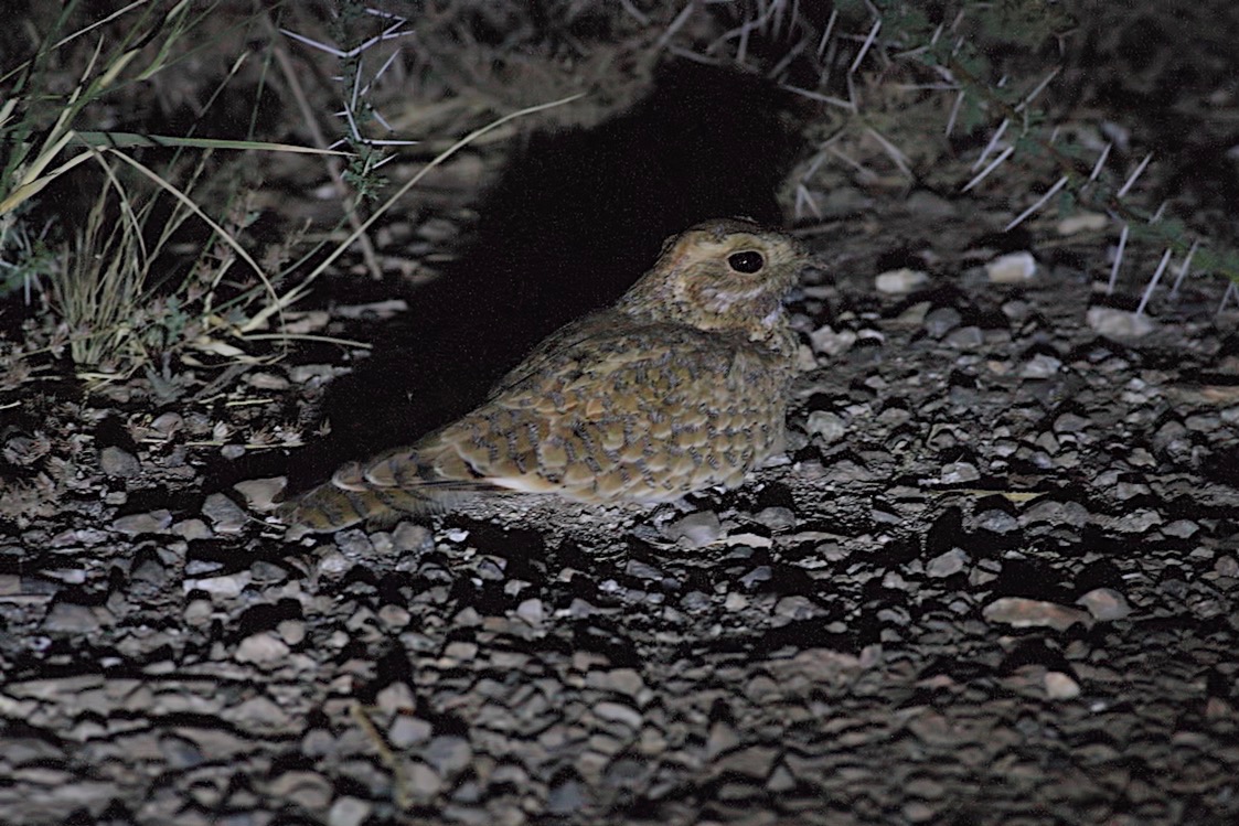 Golden Nightjar (Caprimulgus eximius), Oued Jenna, Aousserd, 19 April 2016