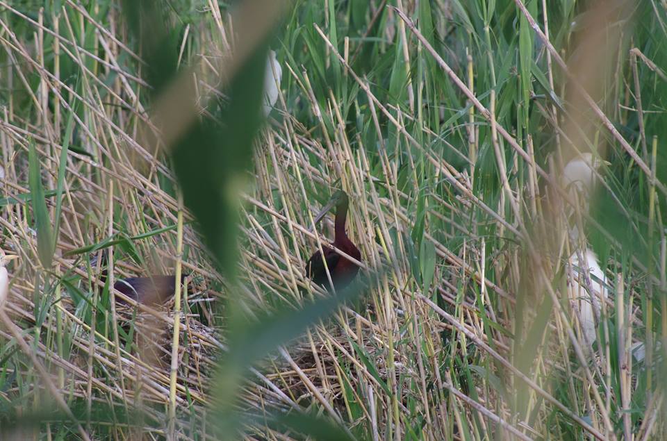 Glossy Ibis - Ibis falcinelle (Plegadis falcinellus), Parc Sindibad, Casablanca (Pierre Beaugé) Glossy Ibis - Ibis falcinelle (Plegadis falcinellus), Parc Sindibad, Casablanca (Pierre Beaugé)
