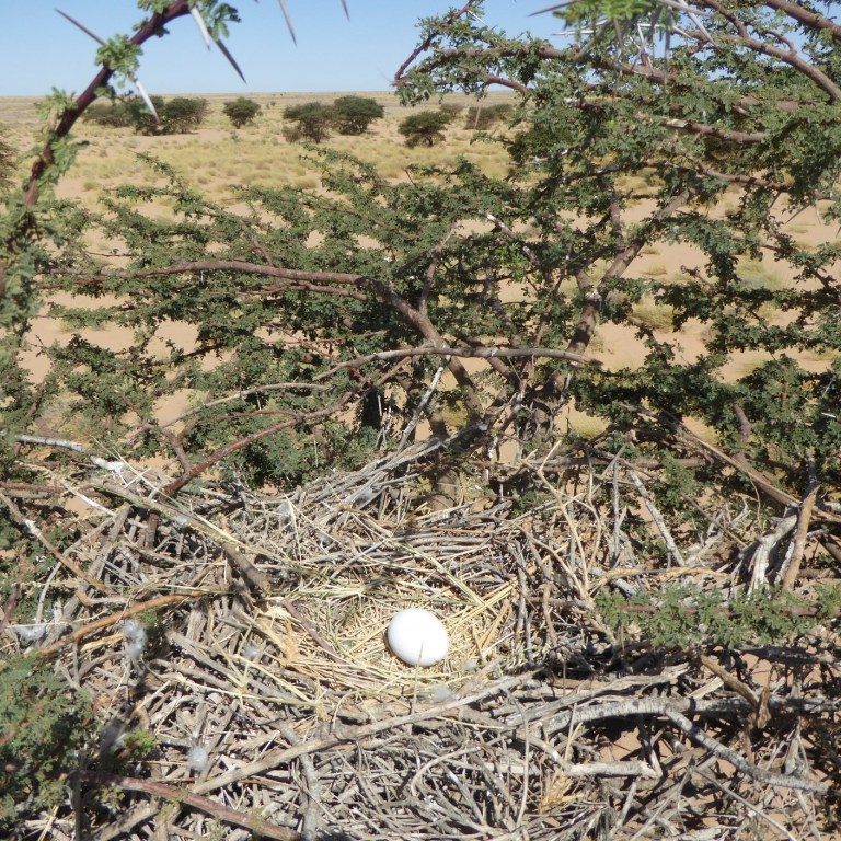 Short-toed Eagle nest with an egg, Oued Jenna, Aousserd, 20 April 2016