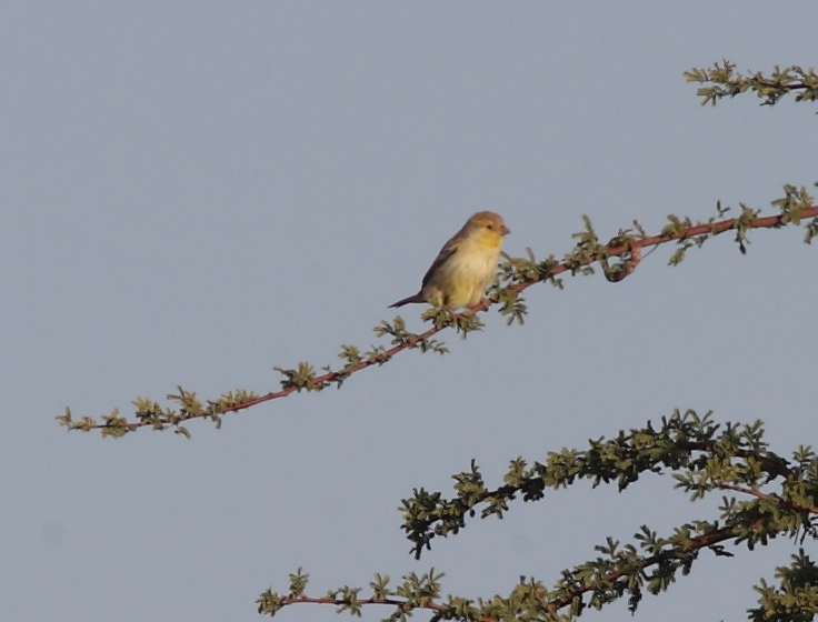 Sudan Golden Sparrow (Passer luteus), Oued Jenna, Aousserd, 20 April 2016