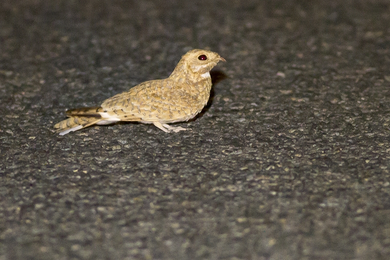 Golden Nightjar (Caprimulgus eximius), Oued Jenna, Aousserd, southern Morocco, 21 April 2016 (Ruben Vermeer)