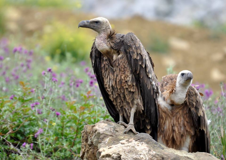 Vautour de Rüppell (Gyps rueppelli) au Charnier à vautours, Jbel Moussa, 10 mai 2016