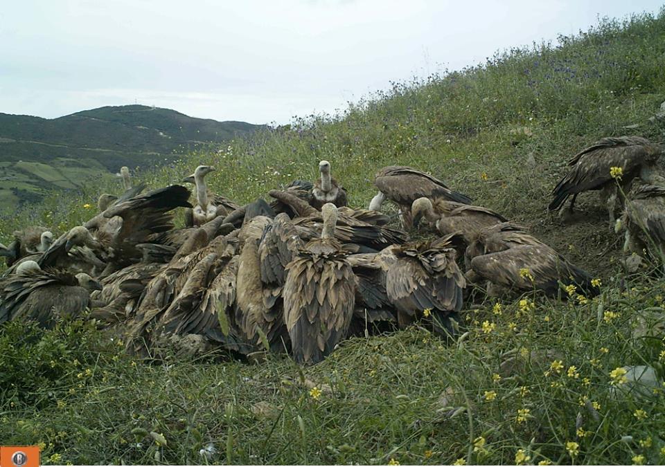 Vultures feeding at the ‘Vulture Restaurant captured by camera trap, Jbel Moussa, 10 May 2016. Vultures feeding at the ‘Vulture Restaurant captured by camera trap, Jbel Moussa, 10 May 2016.