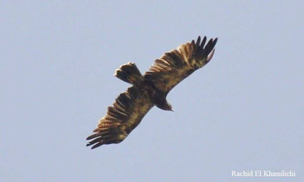 Lesser Spotted Eagle at Jbel Moussa, northern Morocco, 24 June 2017 (Rachid El Khamlichi)