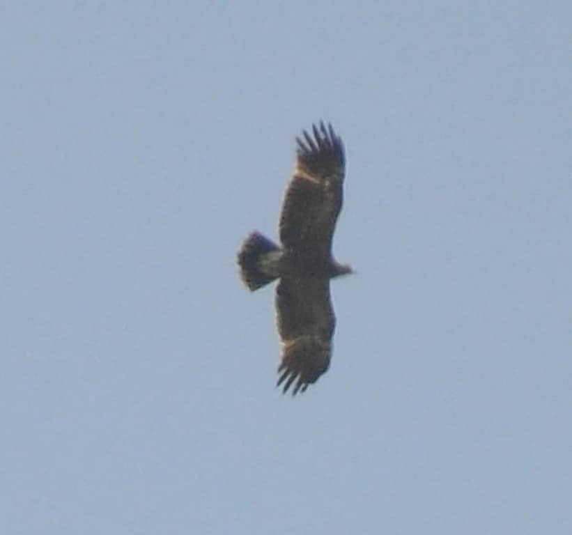 Lesser Spotted Eagle / Aigle pomarin (Clanga pomarina), Jbel Moussa, 21 May 2016 (Rachid El Khamlichi)