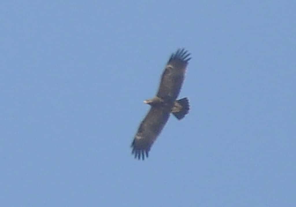 Lesser Spotted Eagle (Clanga pomarina) just crossed the Strait of Gibraltar near Tanger-Med Port, 1 Oct. 2016 (Rachid El Khamlichi)