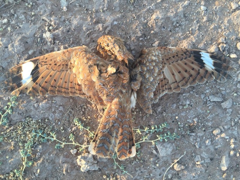 Road-killed Golden Nightjar (Caprimulgus eximius), Aousserd, Morocco, 20 April 2016 (Jurrien van Deijk)
